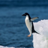 Scared of Penguins: Why Google’s Penguin 2.0 Did a Belly Flop