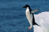 Scared of Penguins: Why Google’s Penguin 2.0 Did a Belly Flop